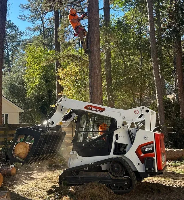 DC Tree Cutting crew member ascending a mature oak for crown work on an Eastern NC residential property