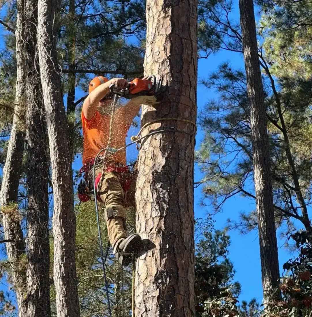 Climber cutting pine branch with chainsaw, sawdust spraying