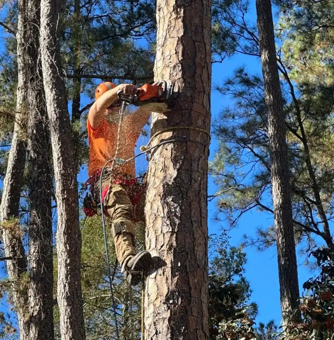 DC Tree Cutting climber at work