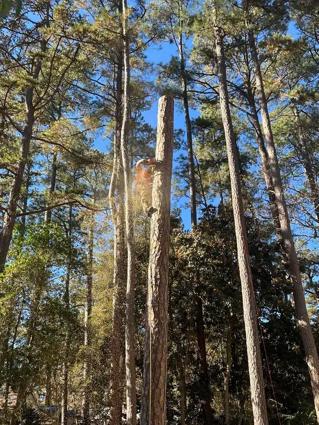 Climber high in pines with sawdust falling