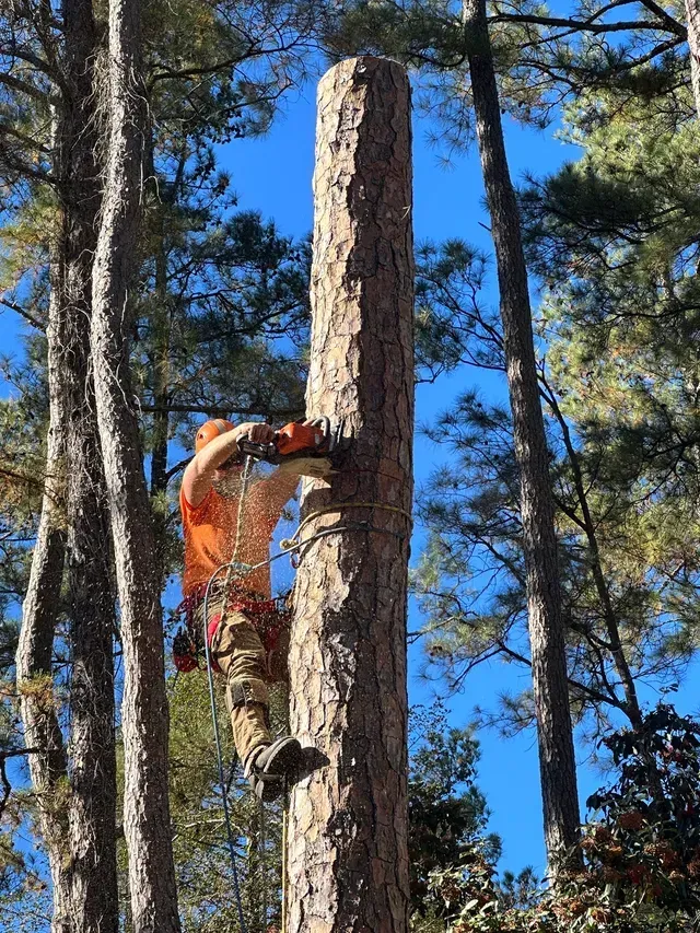 Climber working on pine tree