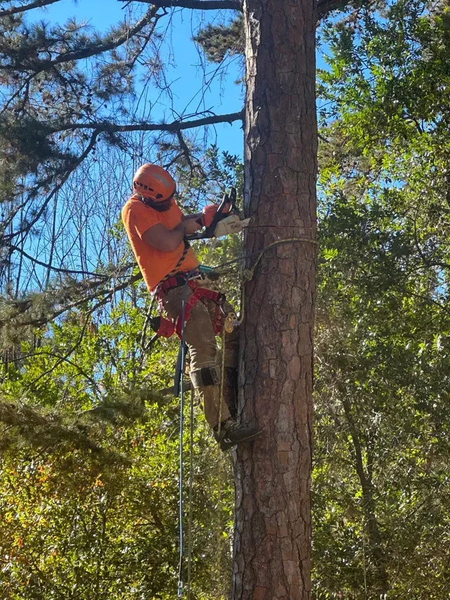 Climber working on pine tree with safety gear