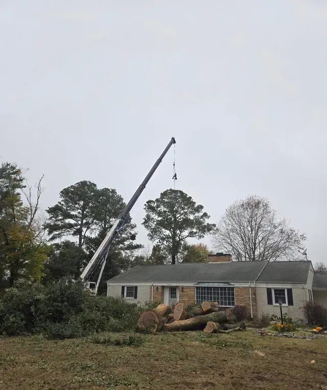 DC Tree Cutting crane removing tree over brick residential home