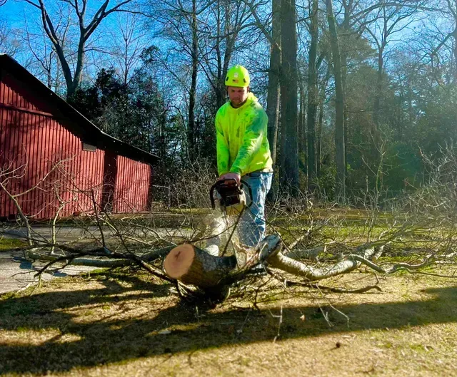 Tree Removal