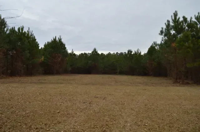 Completed forestry mulching job showing cleared results