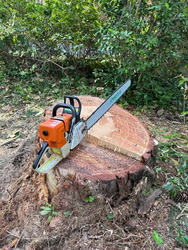 Stihl chainsaw resting on a freshly cut tree stump