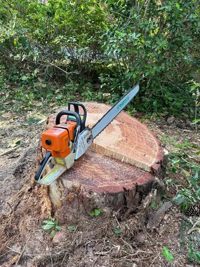 Stihl chainsaw resting on freshly cut stump