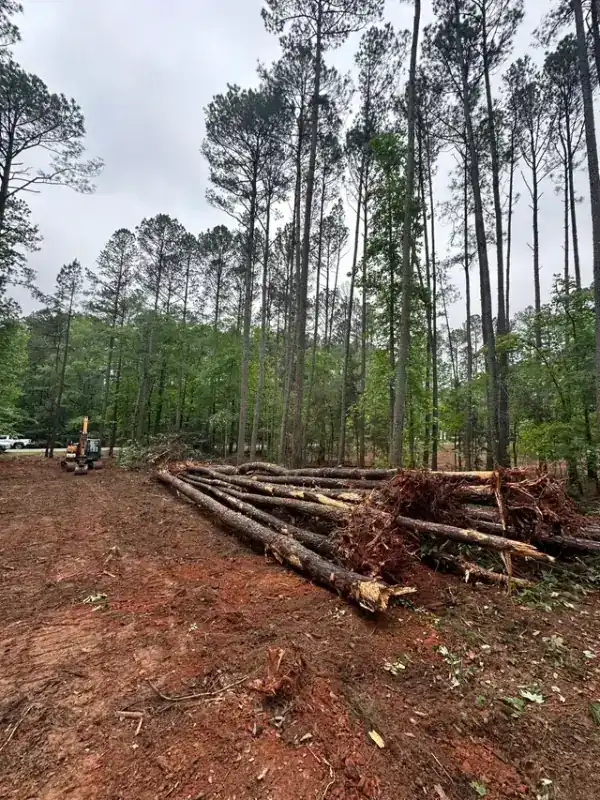 Cleared pine area with stacked logs