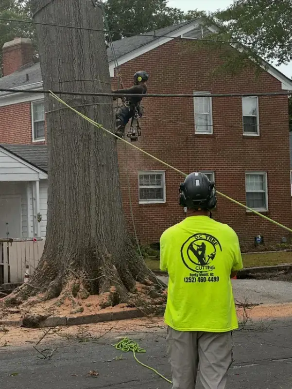 Climber in branded safety gear ready for tree work