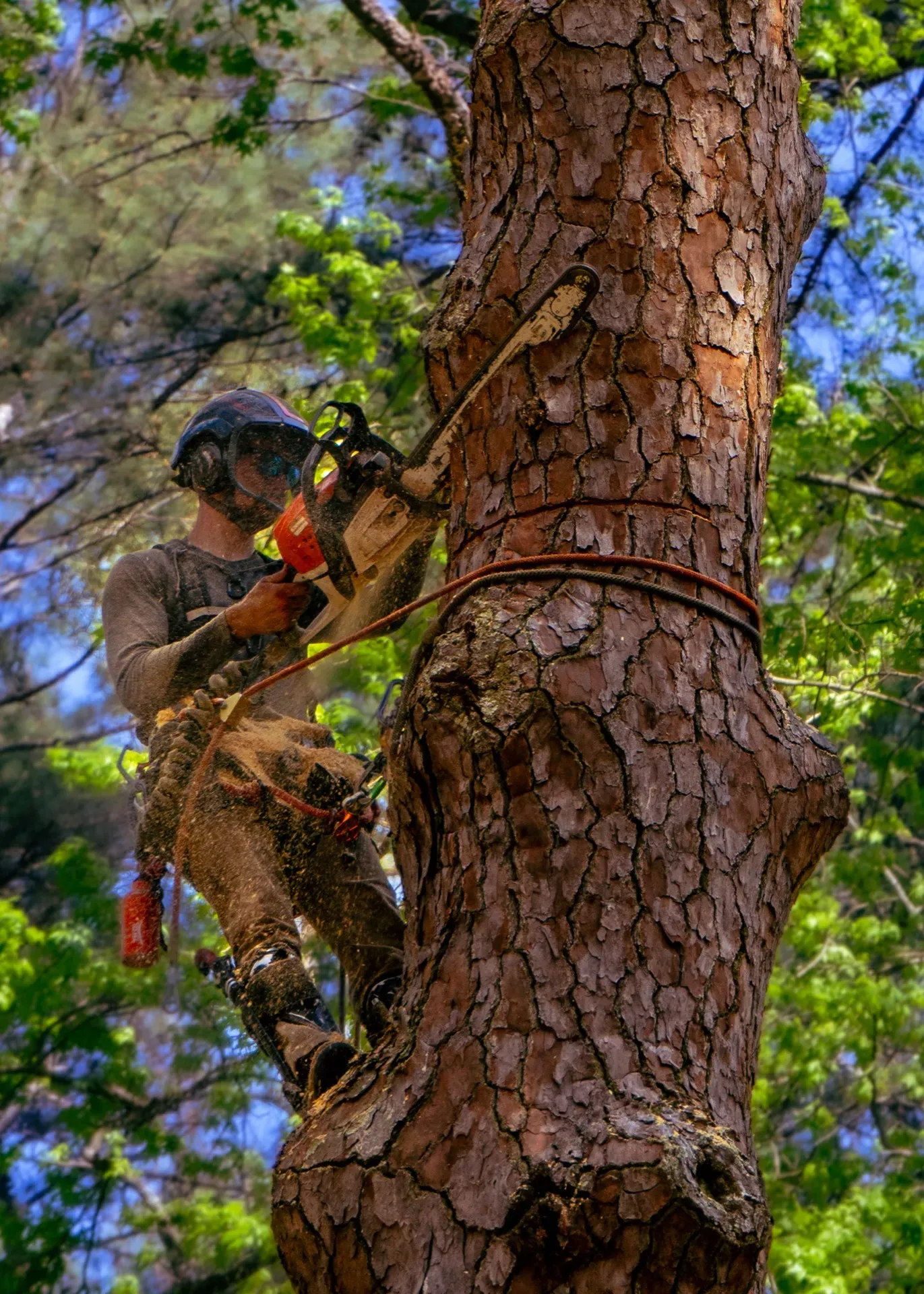 DC Tree Cutting climber on a tall pine with a chainsaw at work