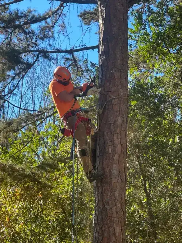 Climber working high in pine canopy