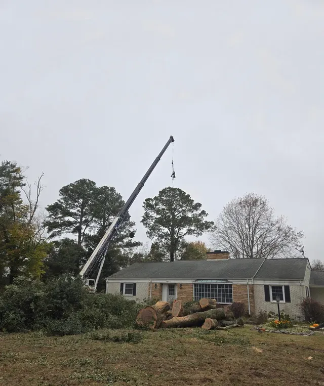 DC Tree Cutting crane removing tree over brick residential home