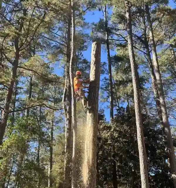 Safe Tree Removal Photo