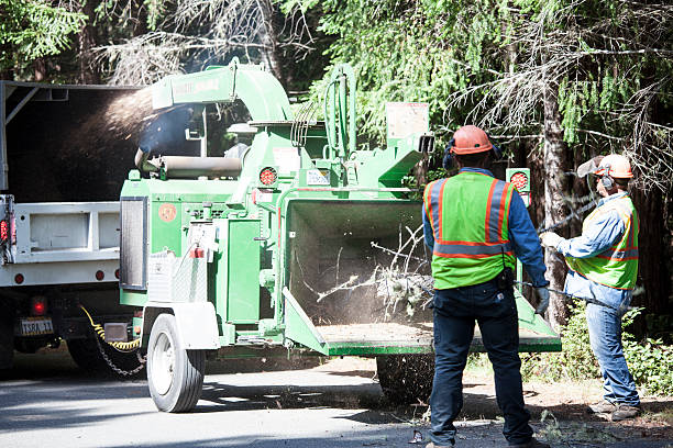 Gualala, California, USA - June 17, 2015: Two men chipping wood trees while standing behind a truck in northern California in the city of Gualala. The truck and service is provided by The Sea Ranch Association.