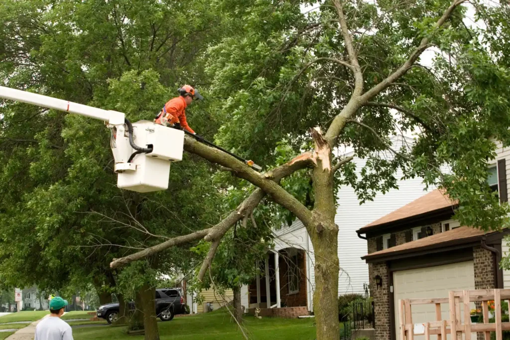 Commercial Tree Service